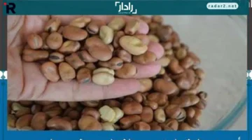 أسعار الفول والعدس والبقوليات بالغربية الأحد 21 ديسمبر 2025